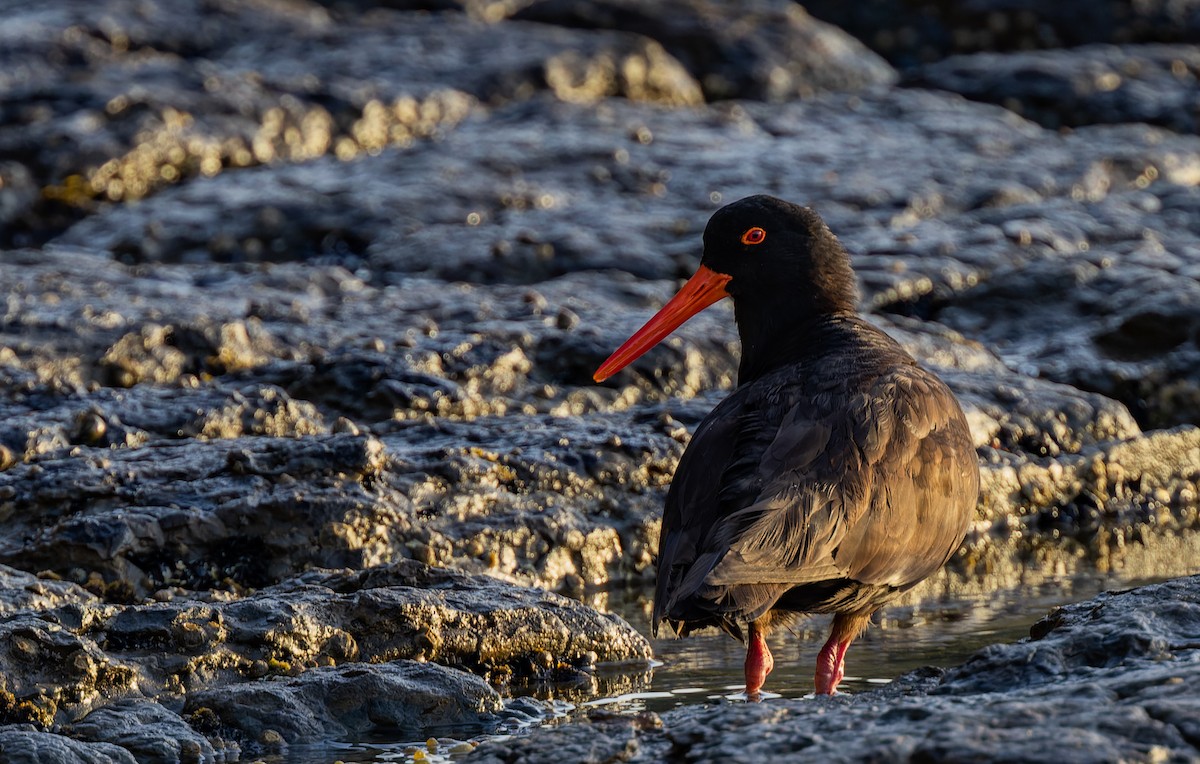 Sooty Oystercatcher - ML531025881