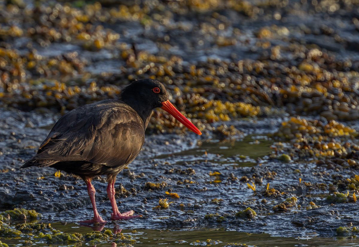 Sooty Oystercatcher - ML531025951