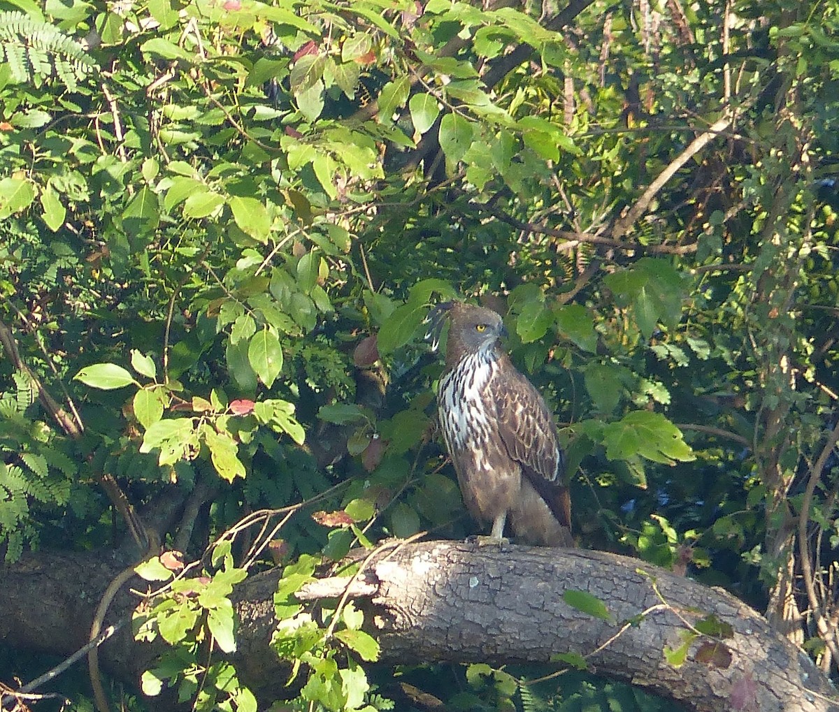 Changeable Hawk-Eagle (Crested) - ML531026691