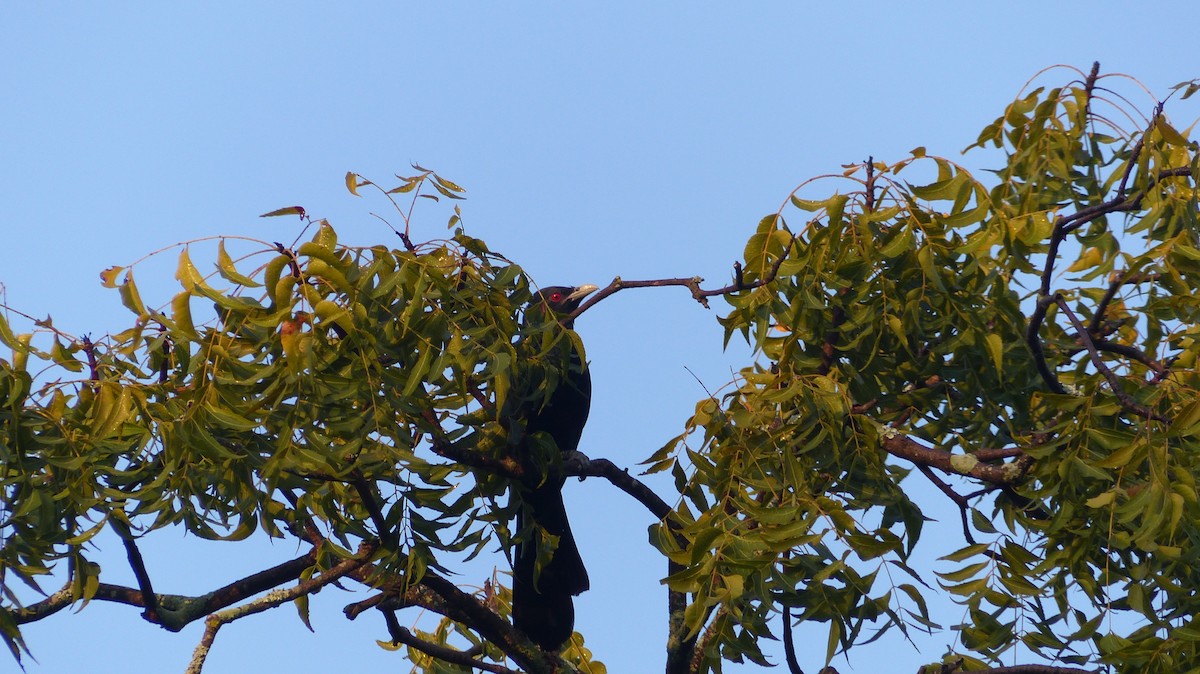 Asian Koel - ML531026721