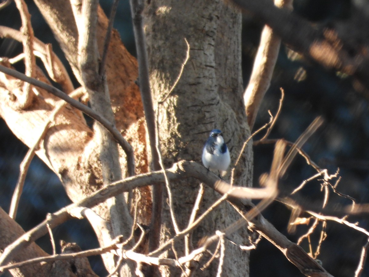 Ultramarine Flycatcher - ML531026991