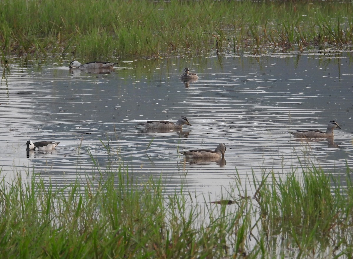 Cotton Pygmy-Goose - Bindu Krishnan