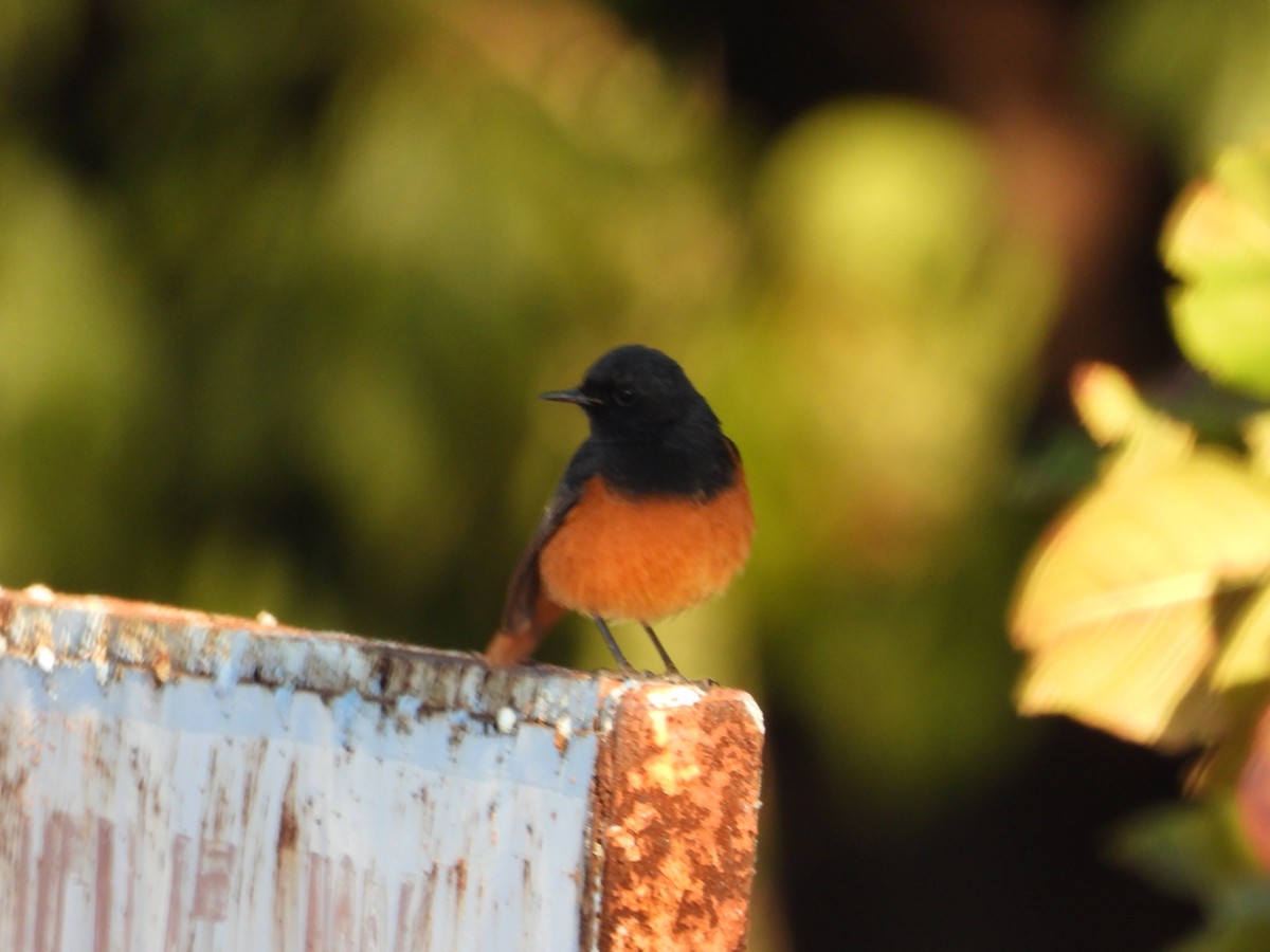 Black Redstart - ML531027161