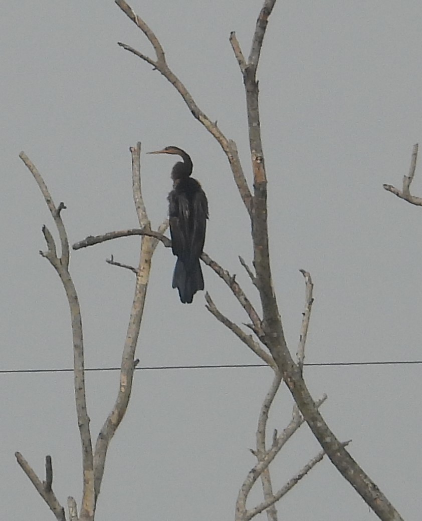 anhinga indomalajská - ML531027281