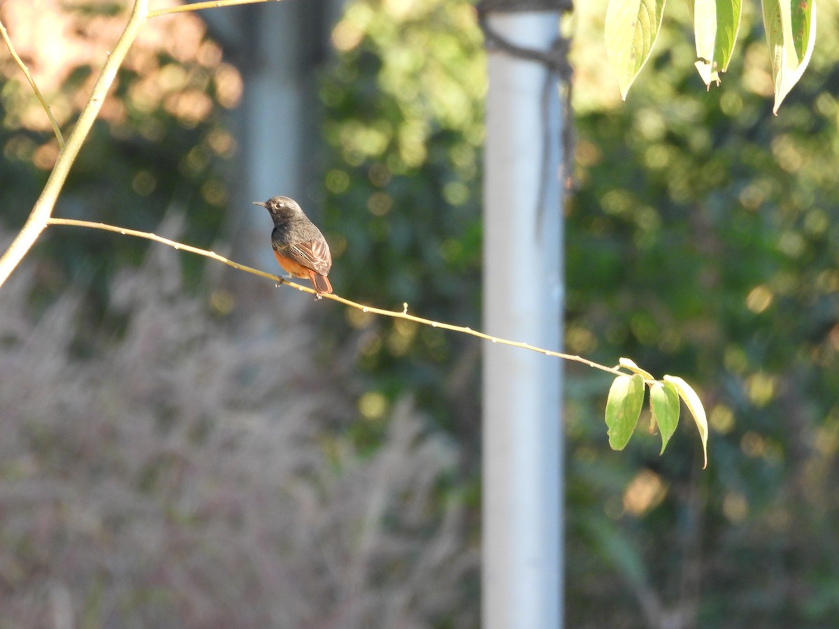 Black Redstart - ML531027291