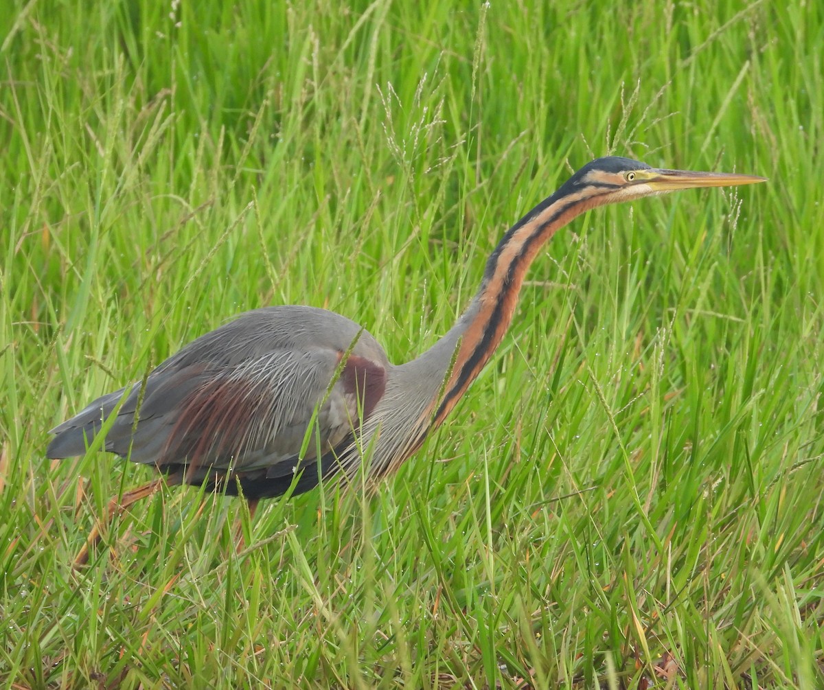 Purple Heron - Bindu Krishnan