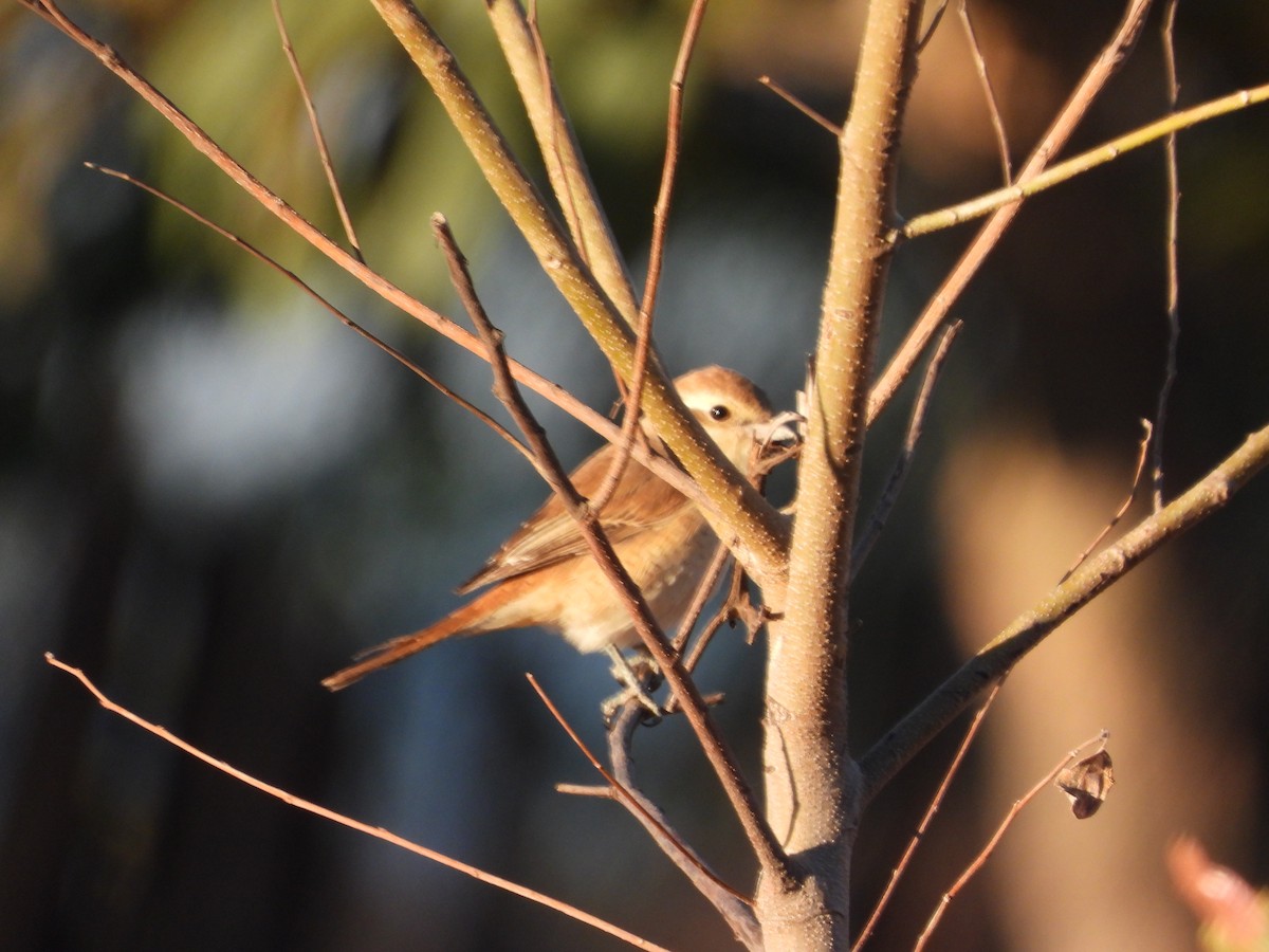 Black Redstart - ALOK KUMAR CHANDRAKAR