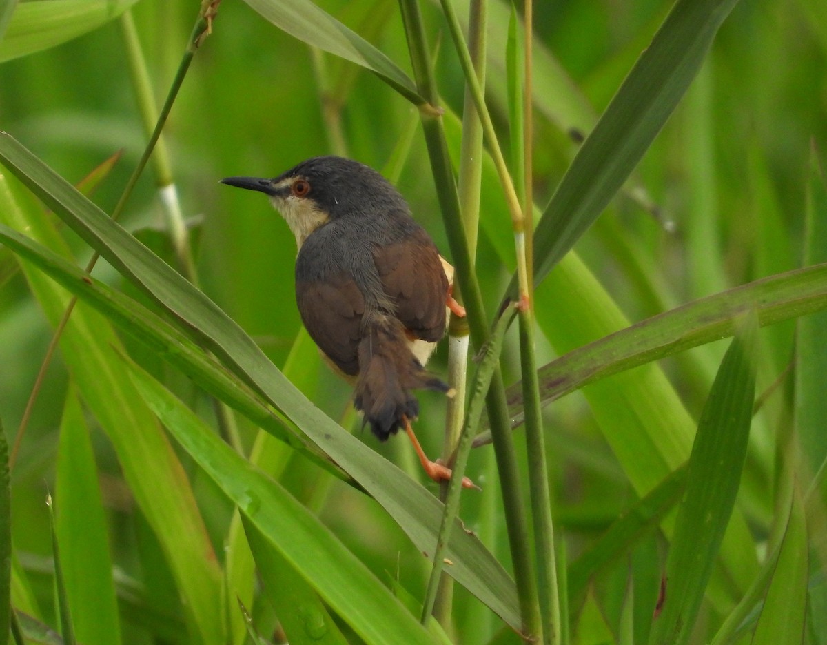 Prinia Cenicienta - ML531027621