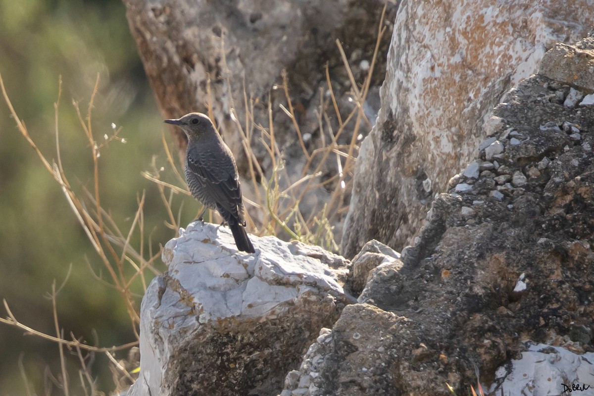 Blue Rock-Thrush - ML531027631