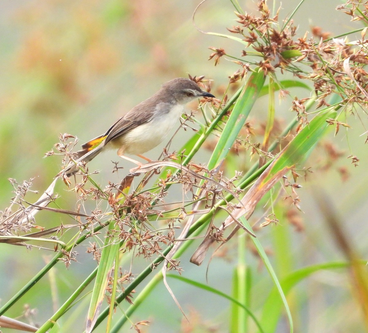 Plain Prinia - ML531027661