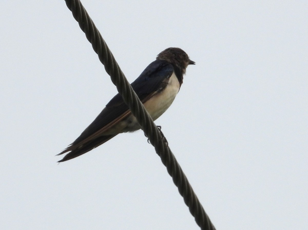 Golondrina Común - ML531027681