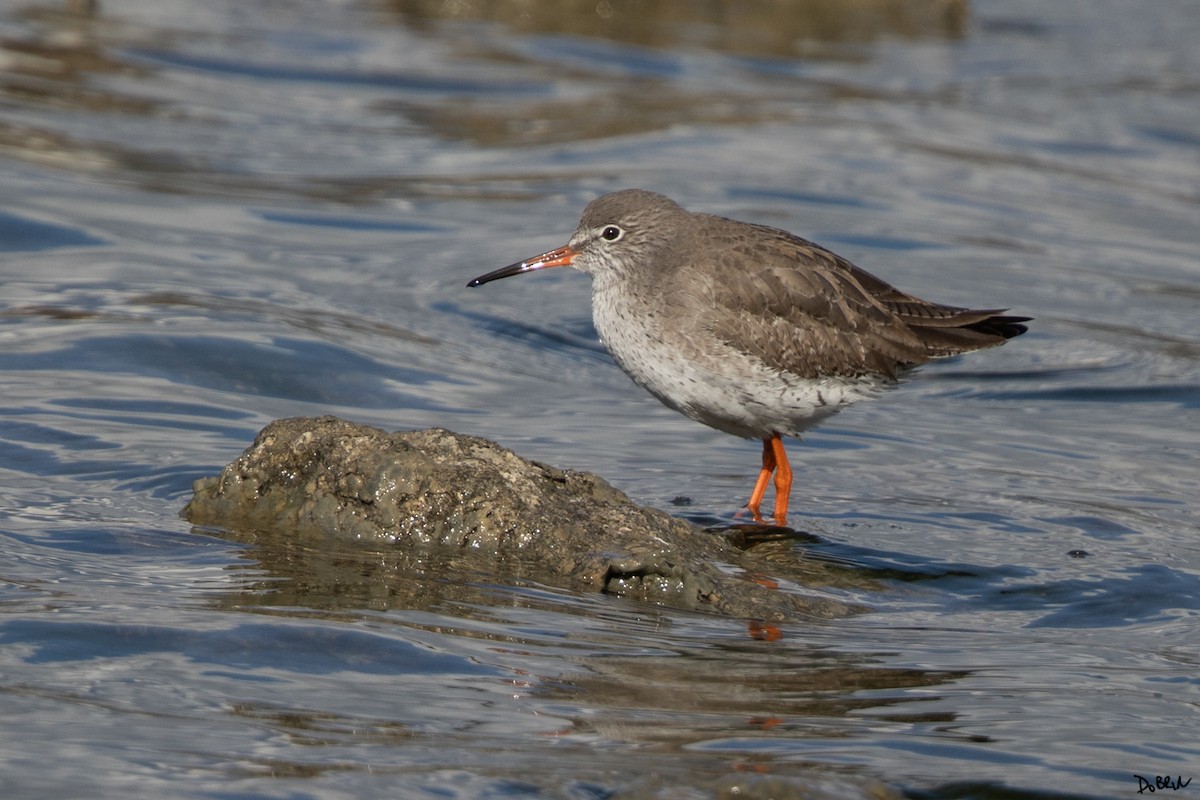 Common Redshank - ML531027711