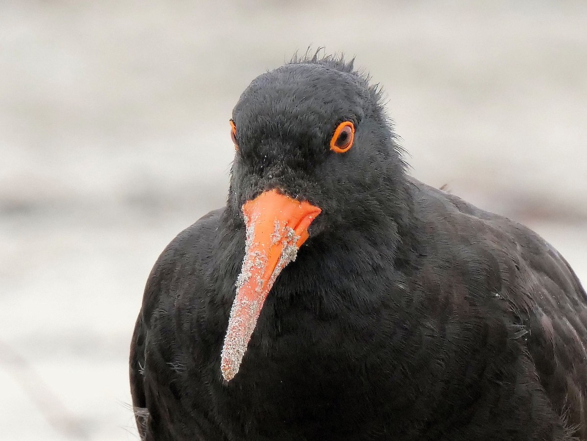 Sooty Oystercatcher - Peter Lowe