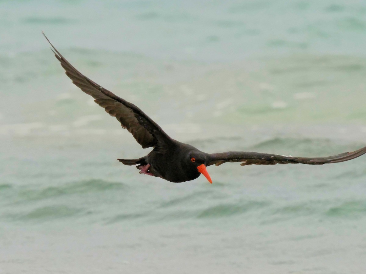 Sooty Oystercatcher - Peter Lowe