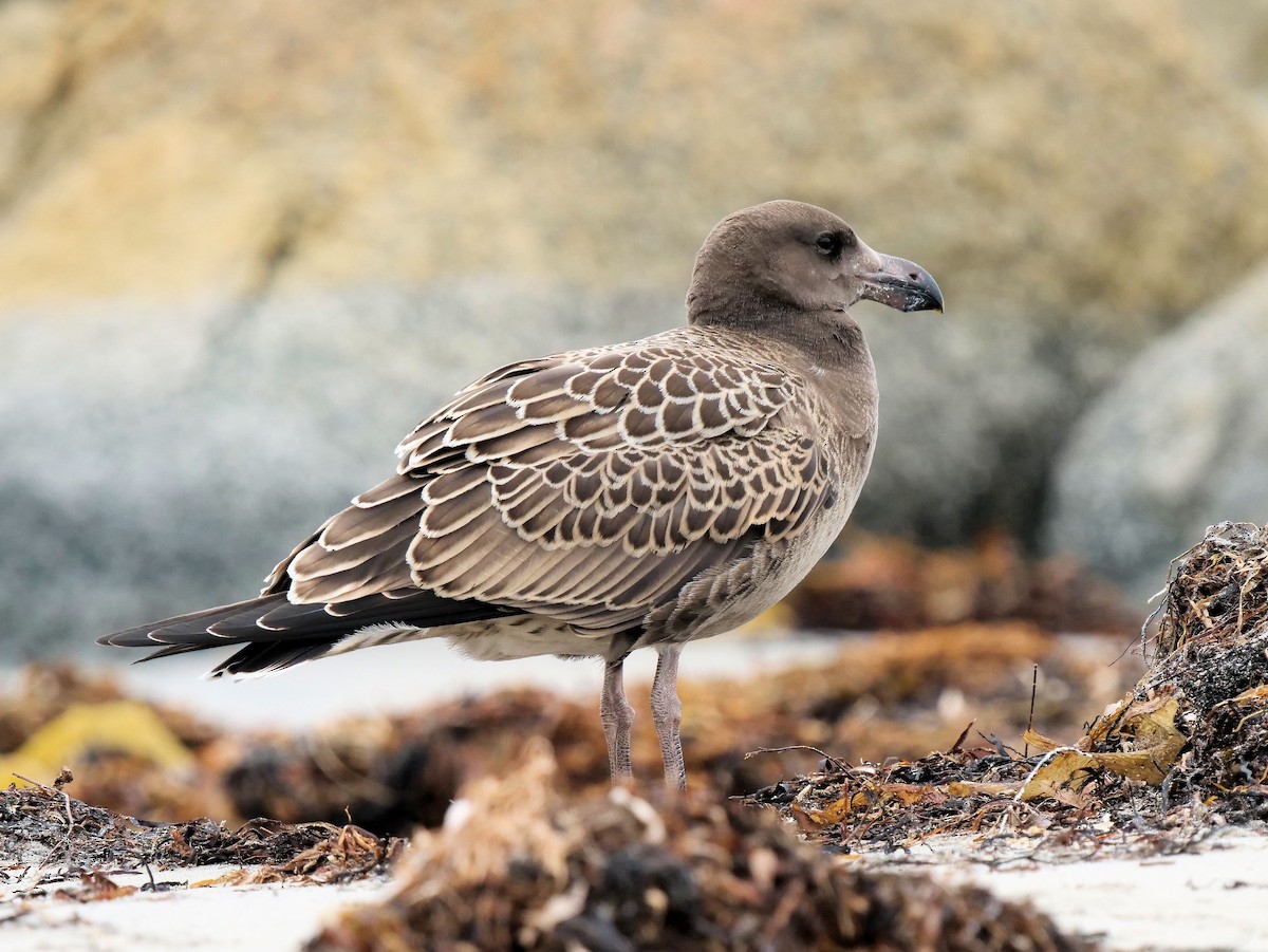 Pacific Gull - Peter Lowe