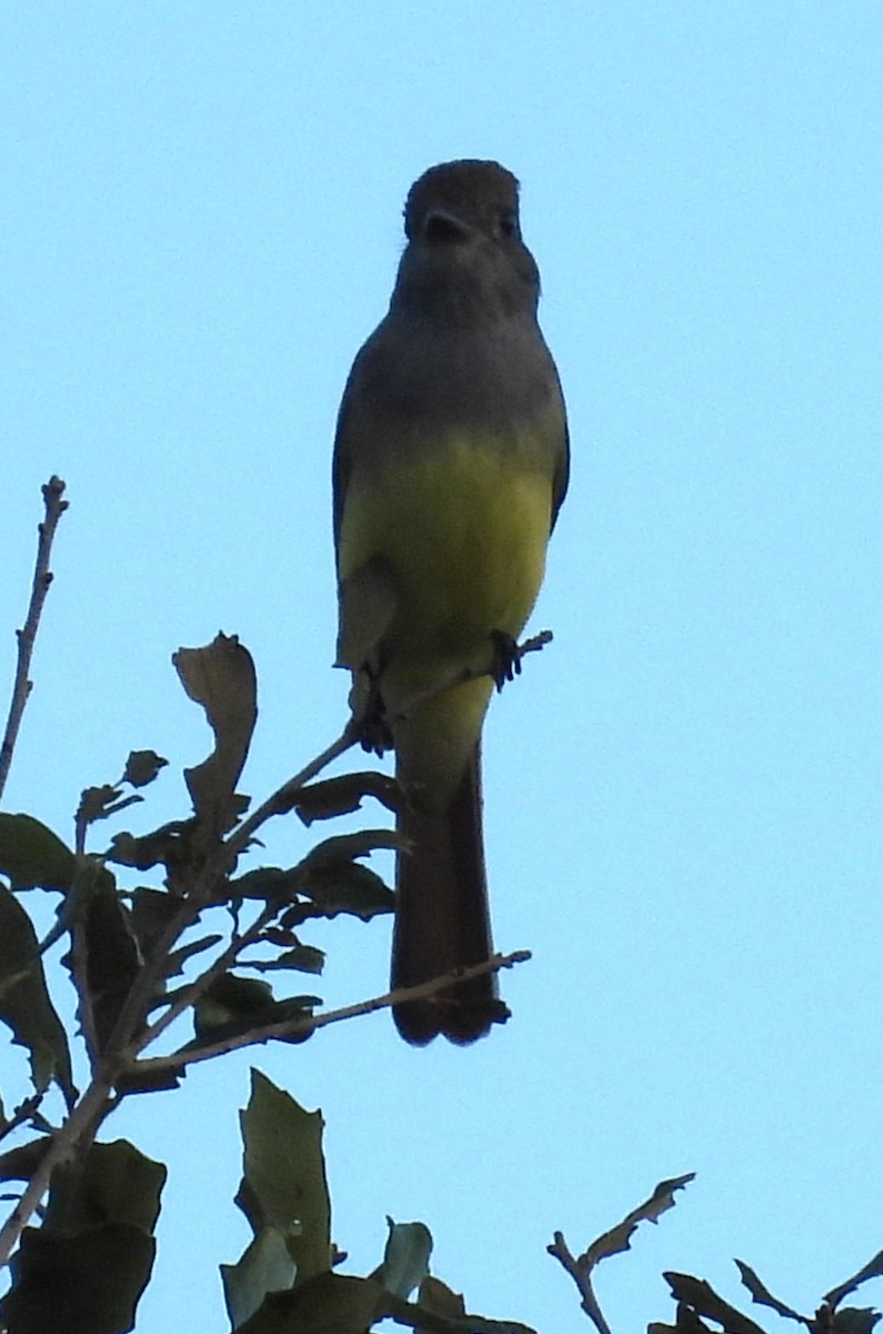 Great Crested Flycatcher - ML531028411