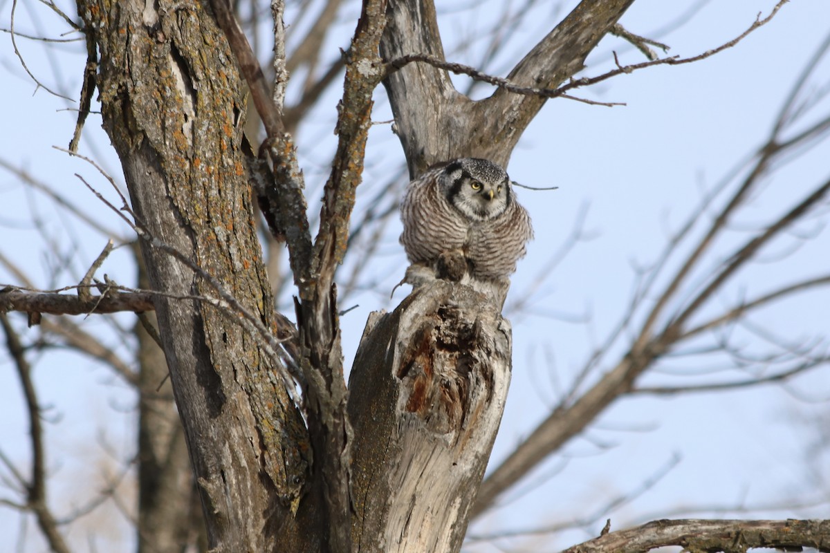 Northern Hawk Owl - ML531028751