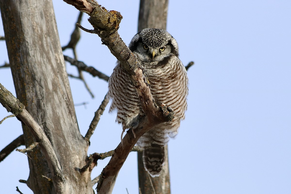 Northern Hawk Owl - ML531028761