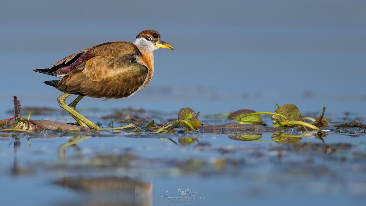 Bronze-winged Jacana - ML531030331