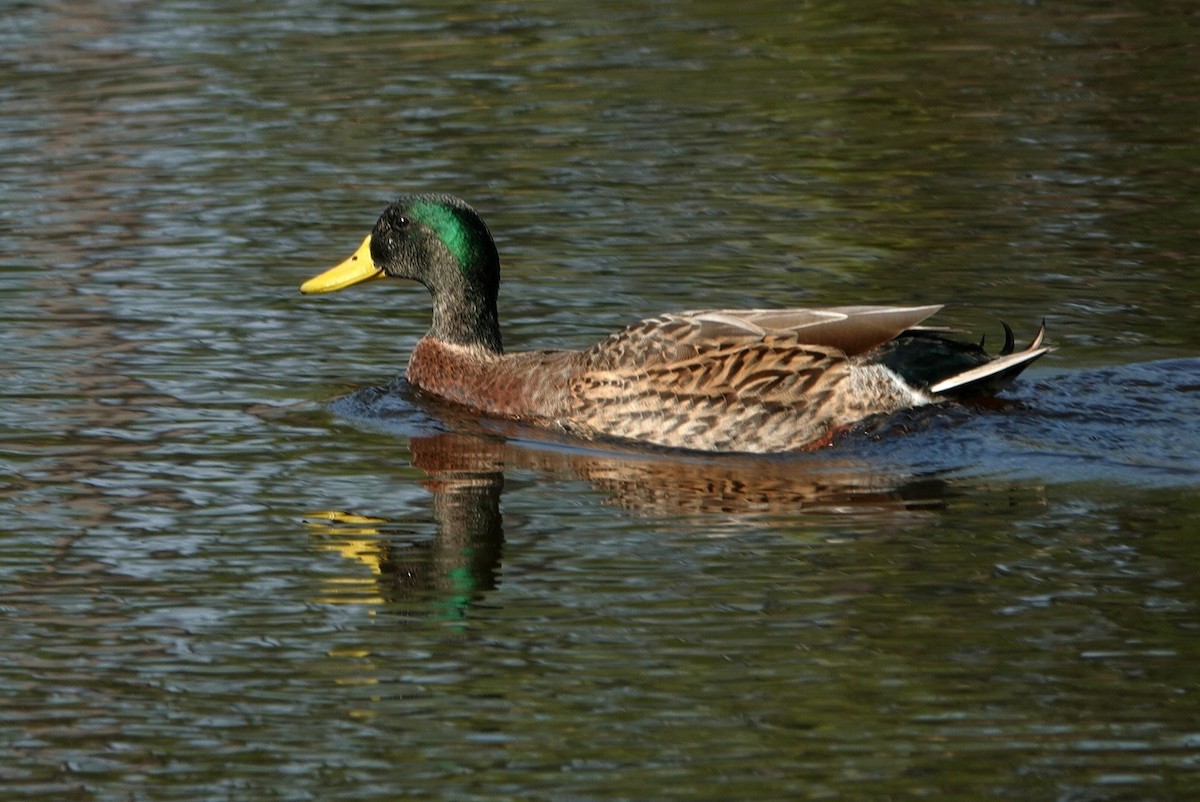 Mallard - deborah grimes