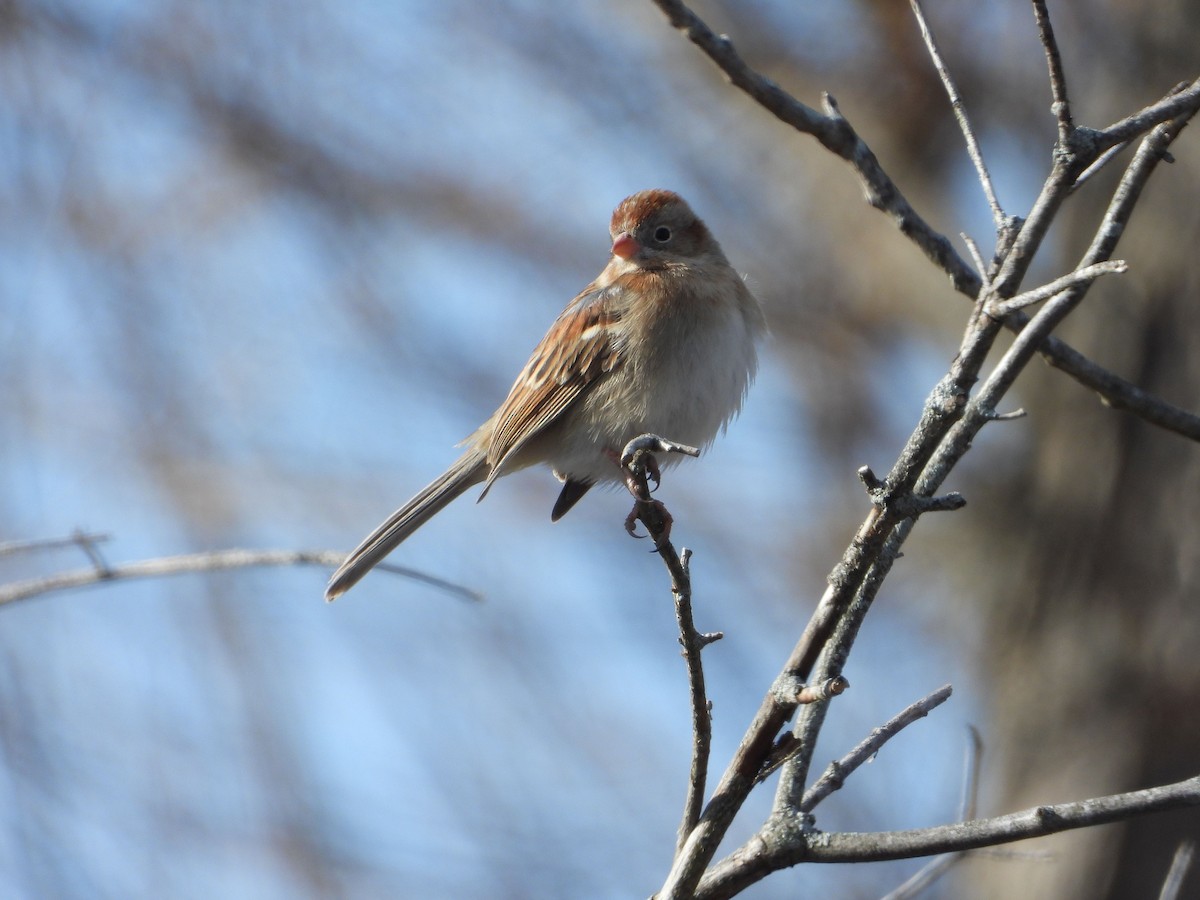 Field Sparrow - ML531033131