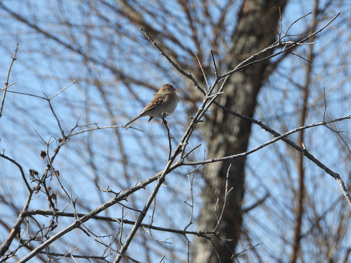 Field Sparrow - ML531033141