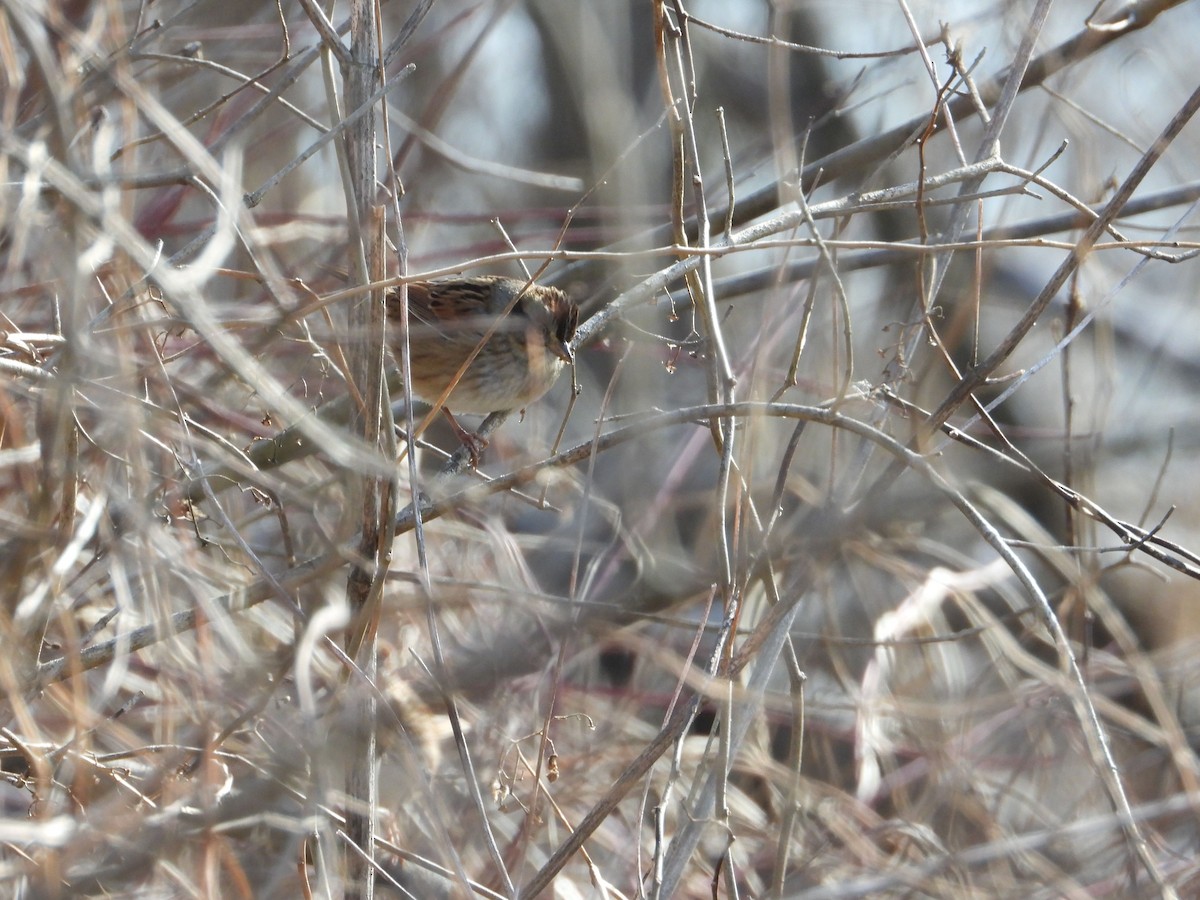 Swamp Sparrow - ML531033171