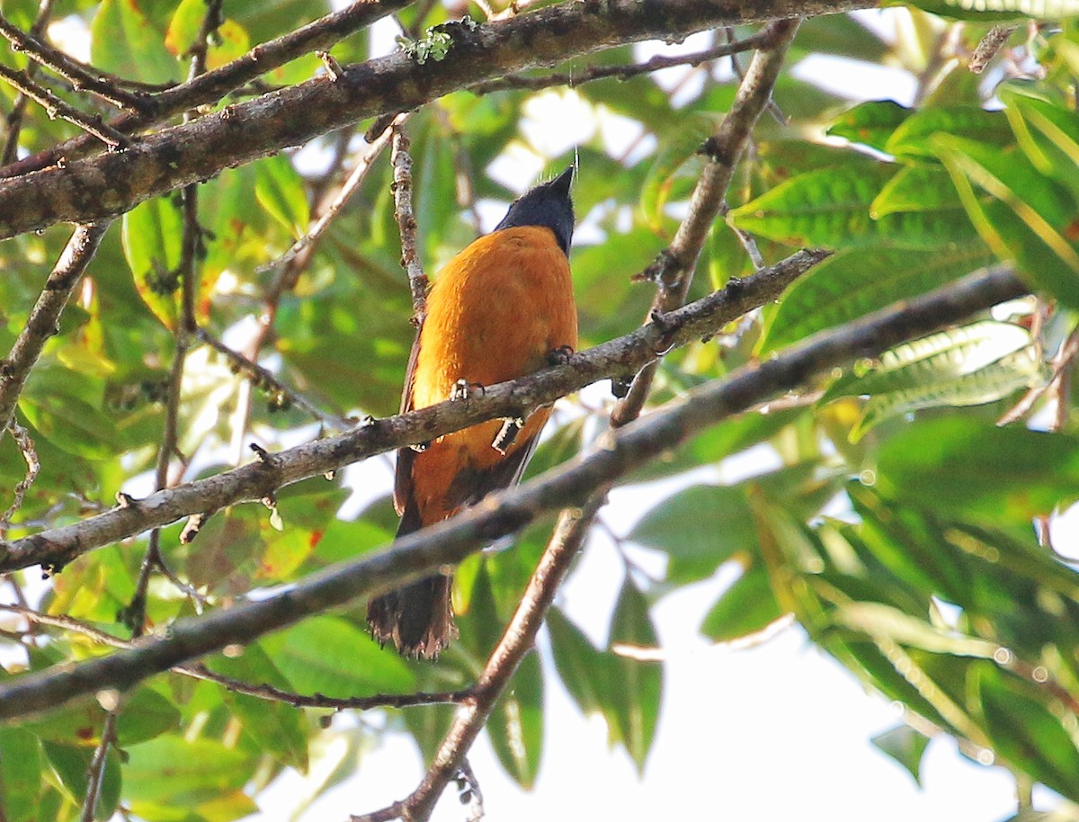 Rufous-vented Niltava - ML531033831