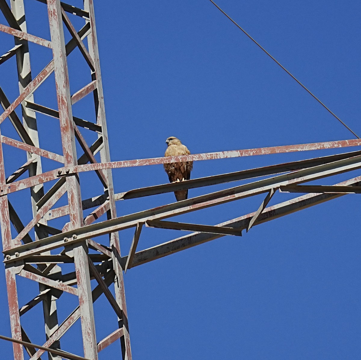 Long-legged Buzzard - ML531034351