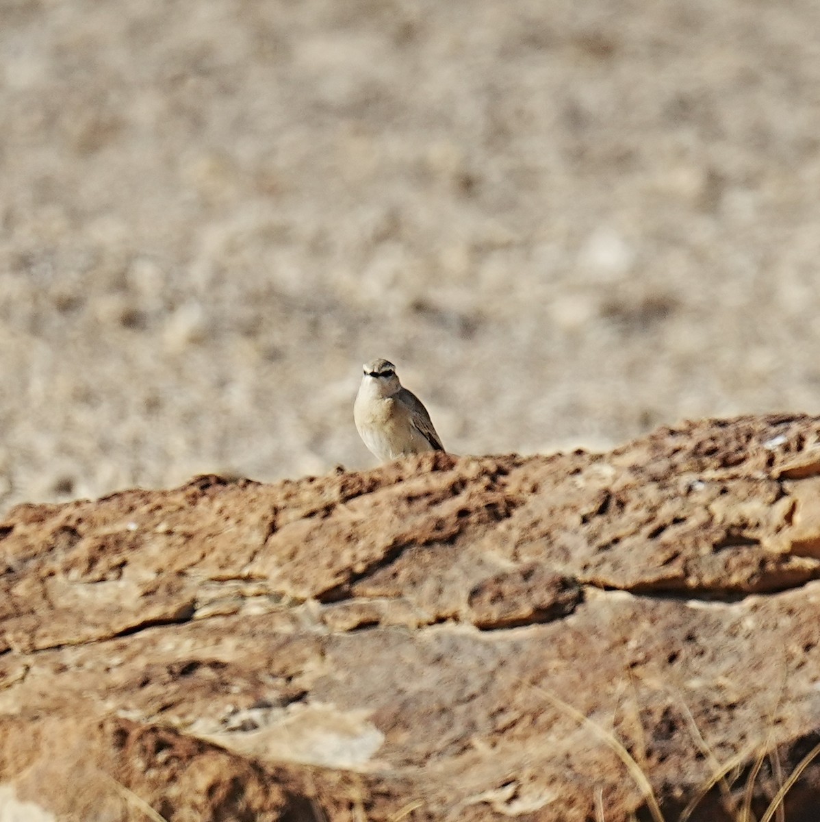 Isabelline Wheatear - ML531034401