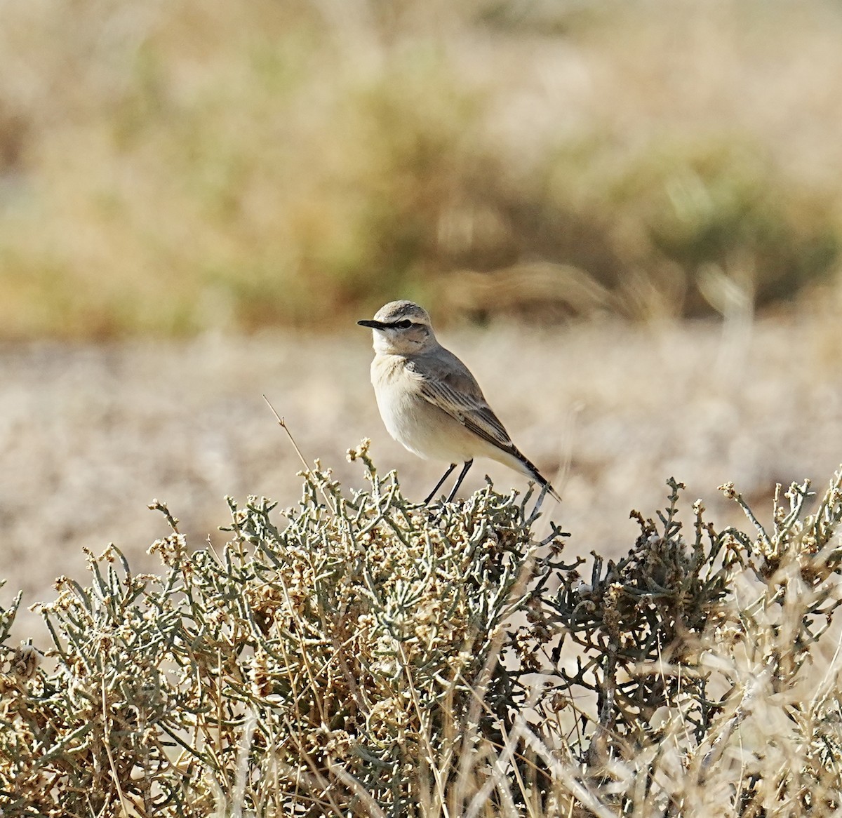 Isabelline Wheatear - ML531034411