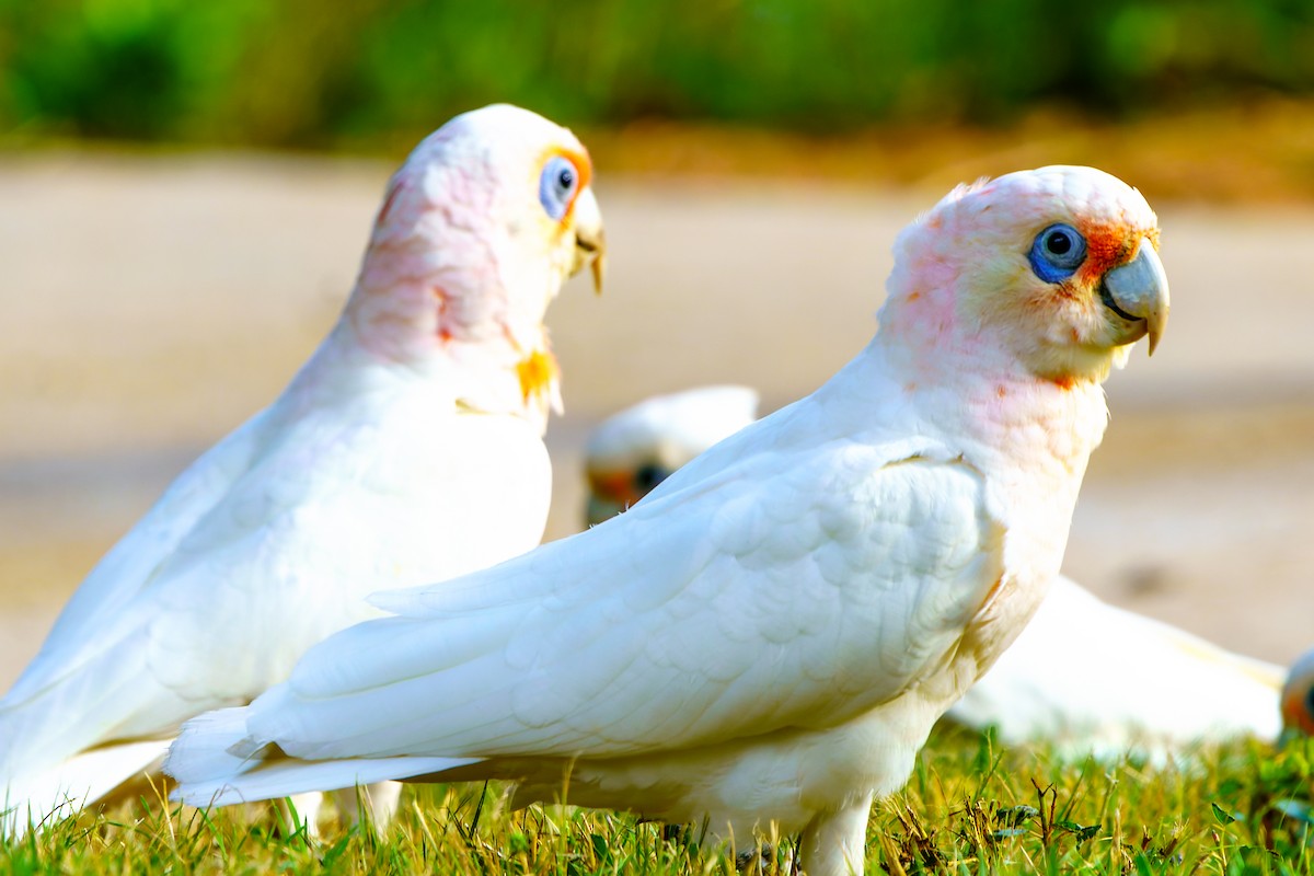 Long-billed Corella - James Churches