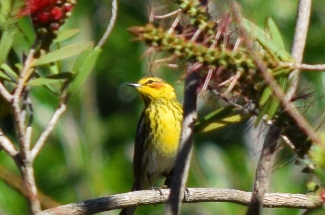 Cape May Warbler - Nancy Price