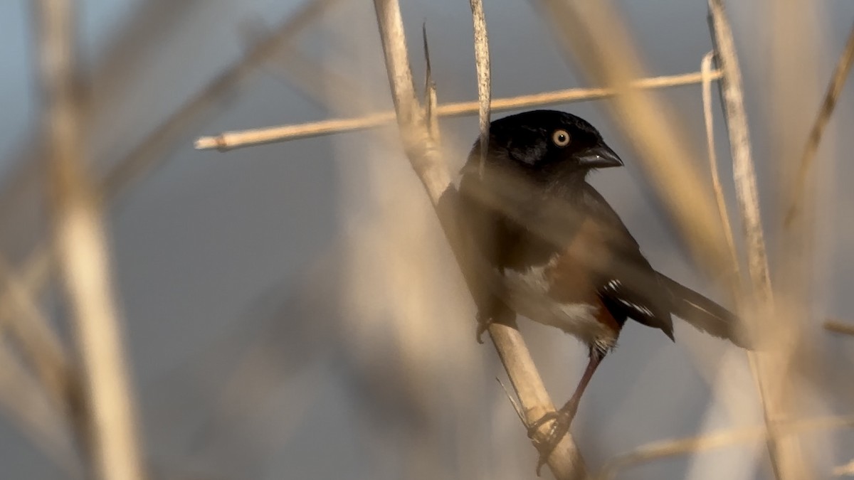 Eastern Towhee - ML531036131