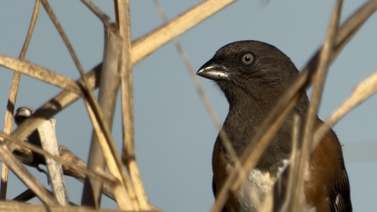 Eastern Towhee - ML531036141