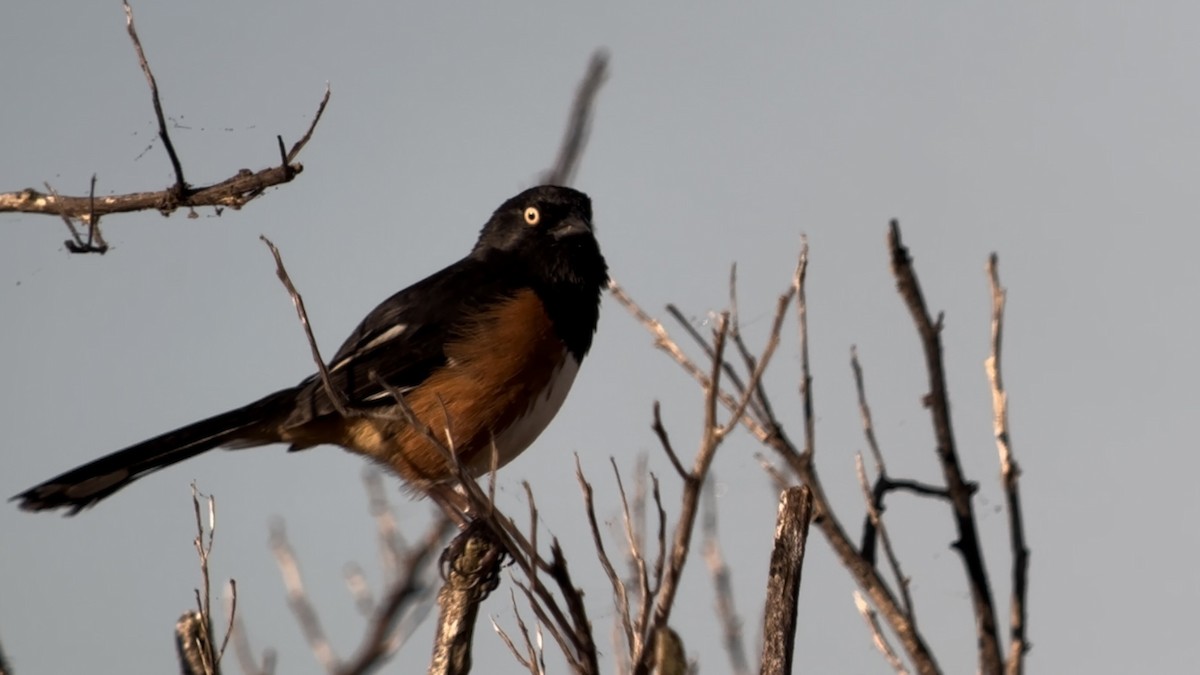 Eastern Towhee - ML531036151