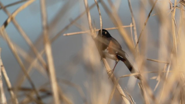 Eastern Towhee - ML531036201