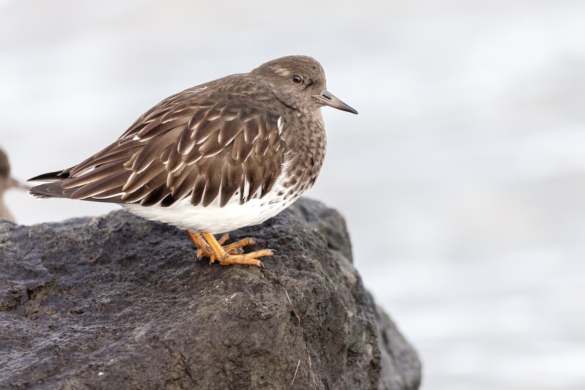 Black Turnstone - Oscar Wainwright