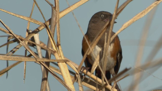 Eastern Towhee - ML531036711