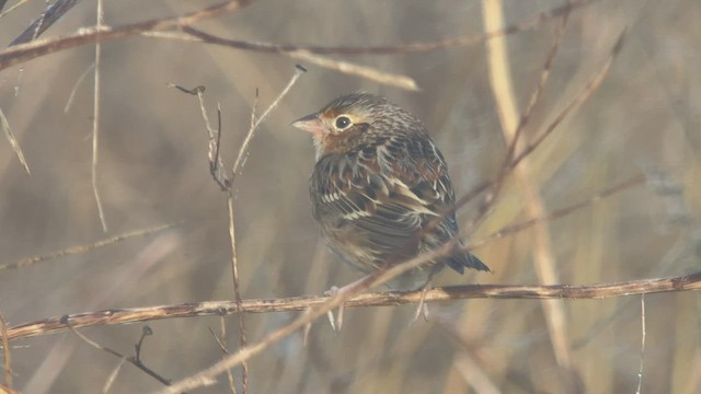 Grasshopper Sparrow - ML531037151