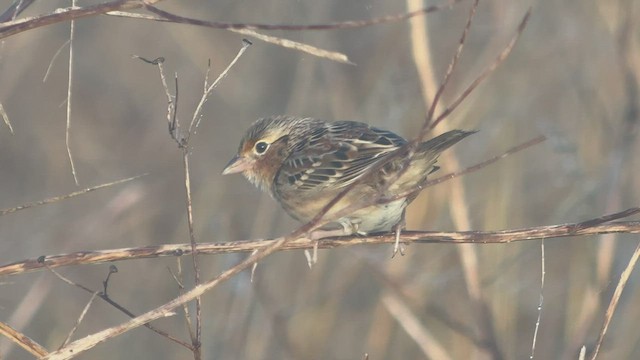 Grasshopper Sparrow - ML531037381