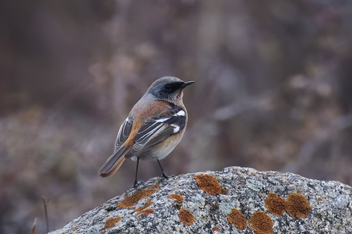 Rufous-backed Redstart - Manjunath Desai