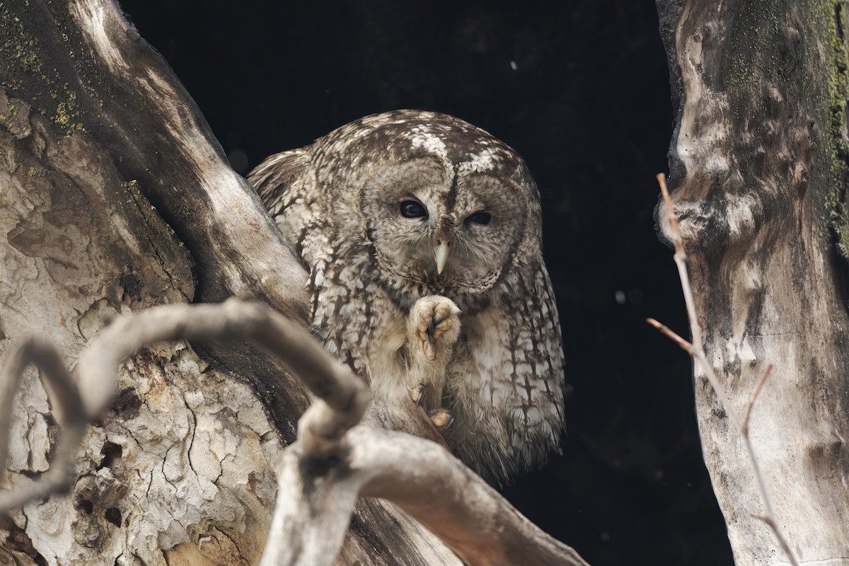 Tawny Owl - Manjunath Desai