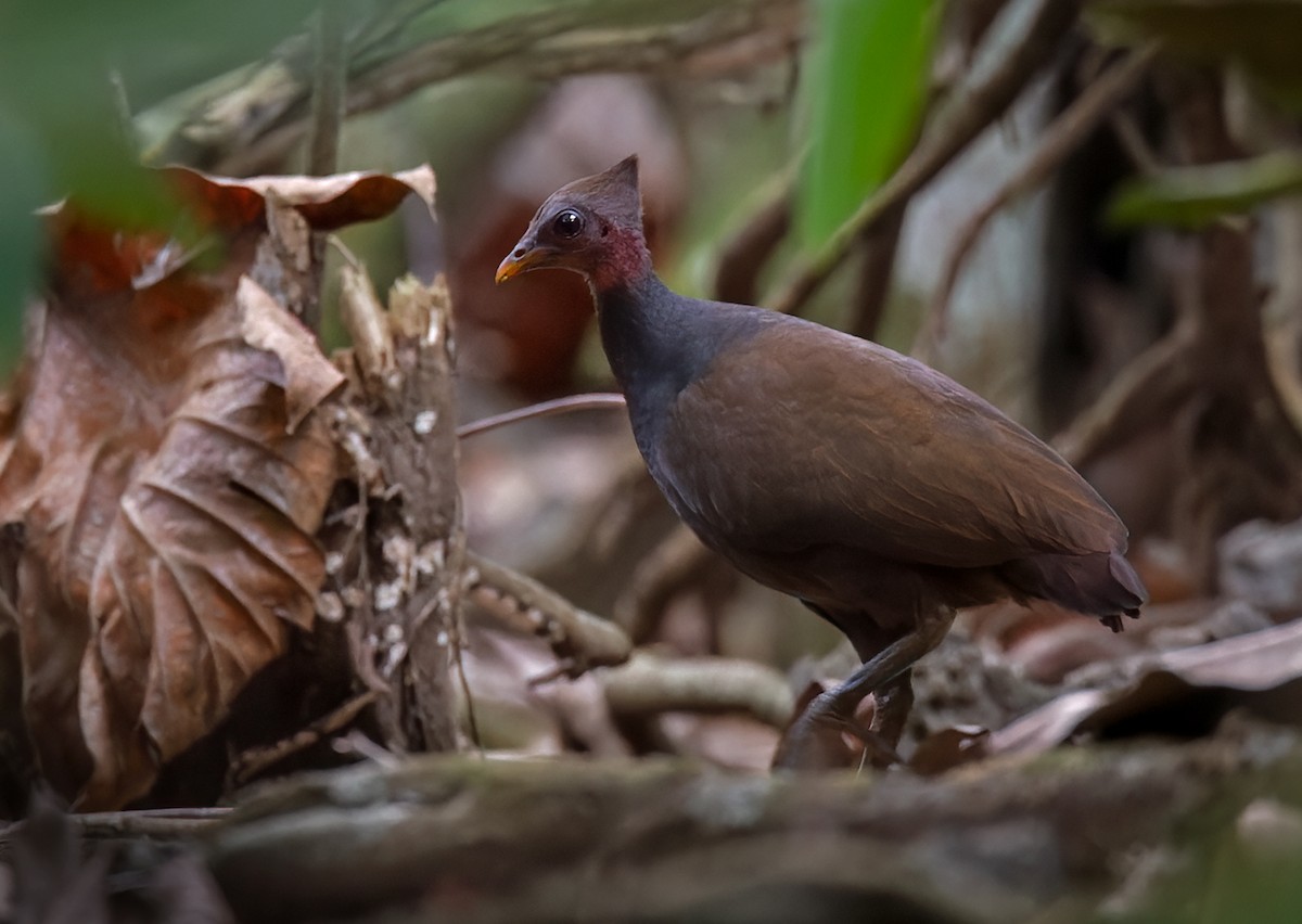 New Guinea Megapode - ML531039371