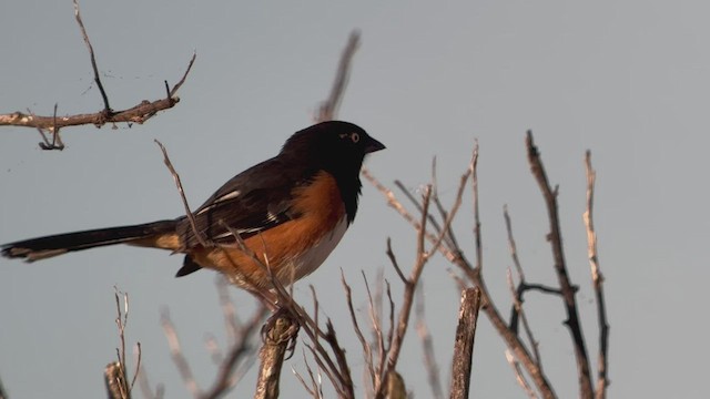 Eastern Towhee - ML531039771