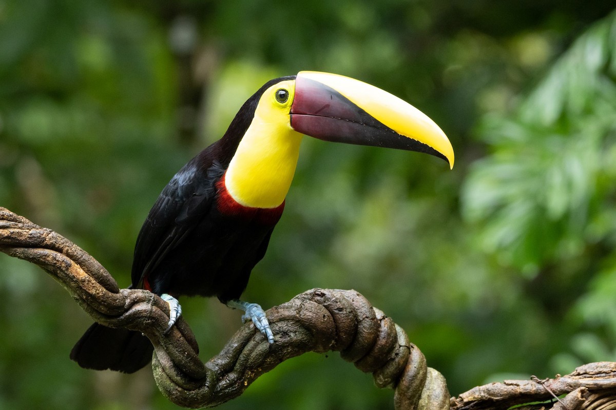 Yellow-throated Toucan - ML531040981