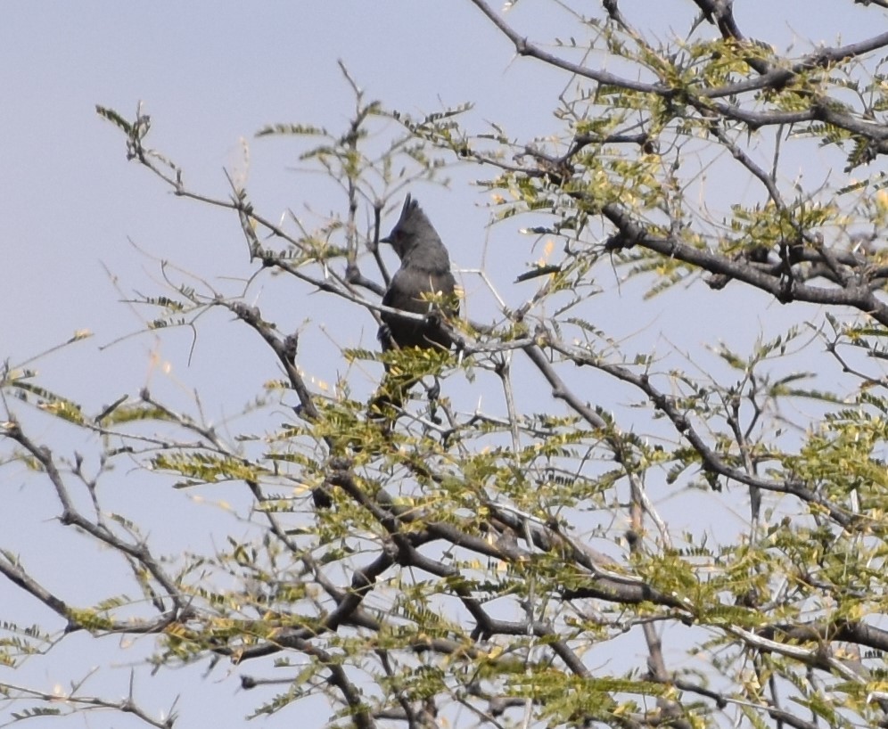 Phainopepla - ML531041161