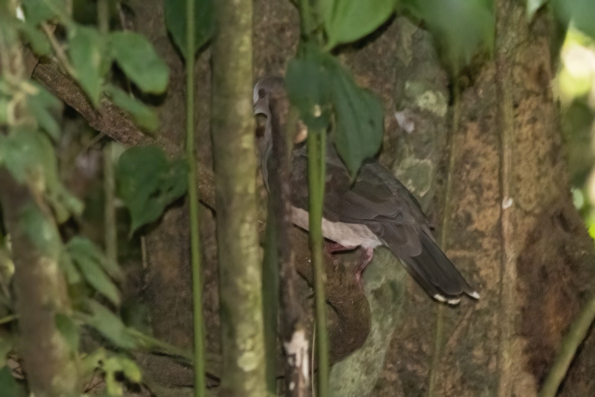 Gray-fronted Dove - ML531045011