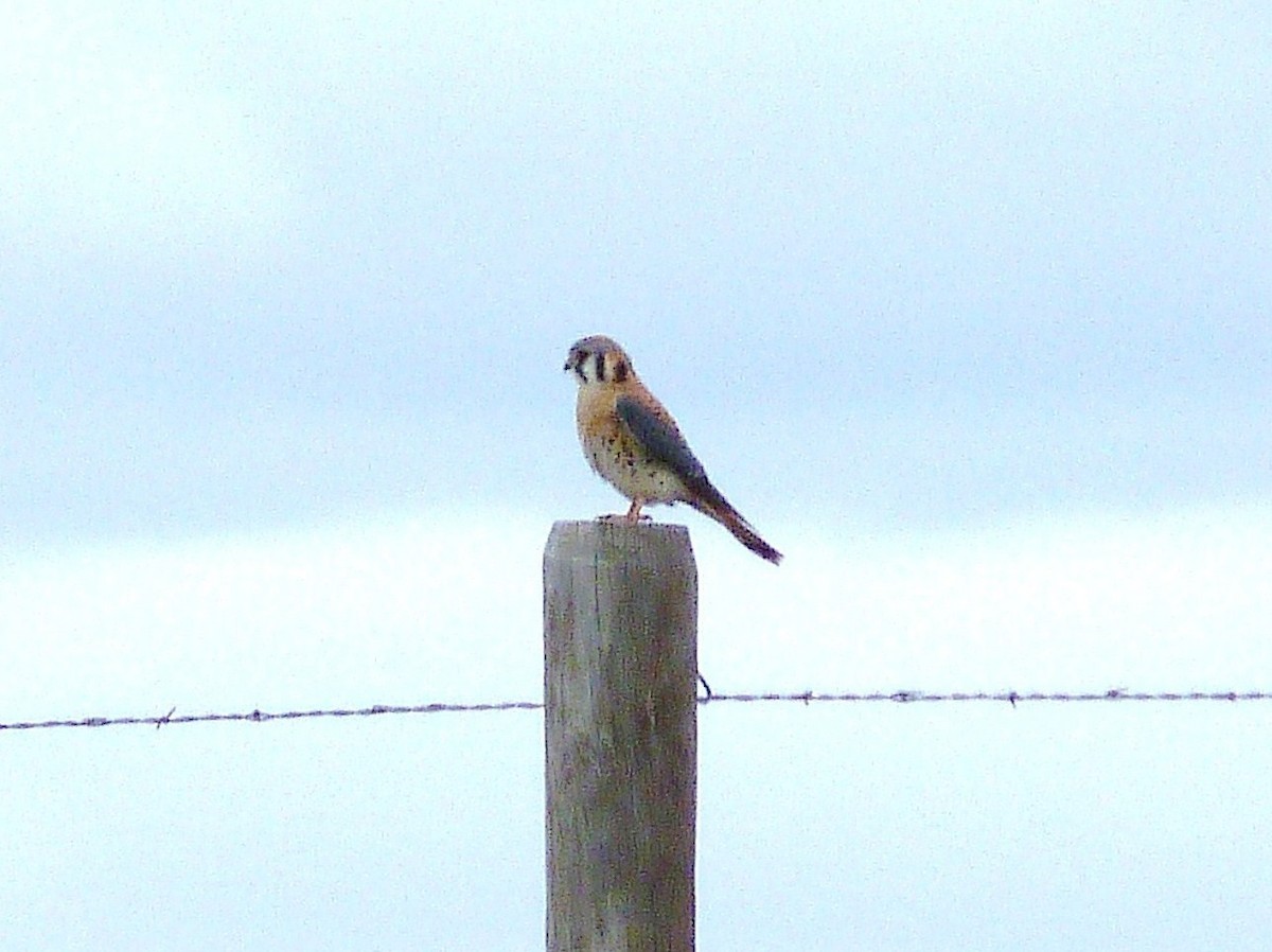 American Kestrel - ML53104541