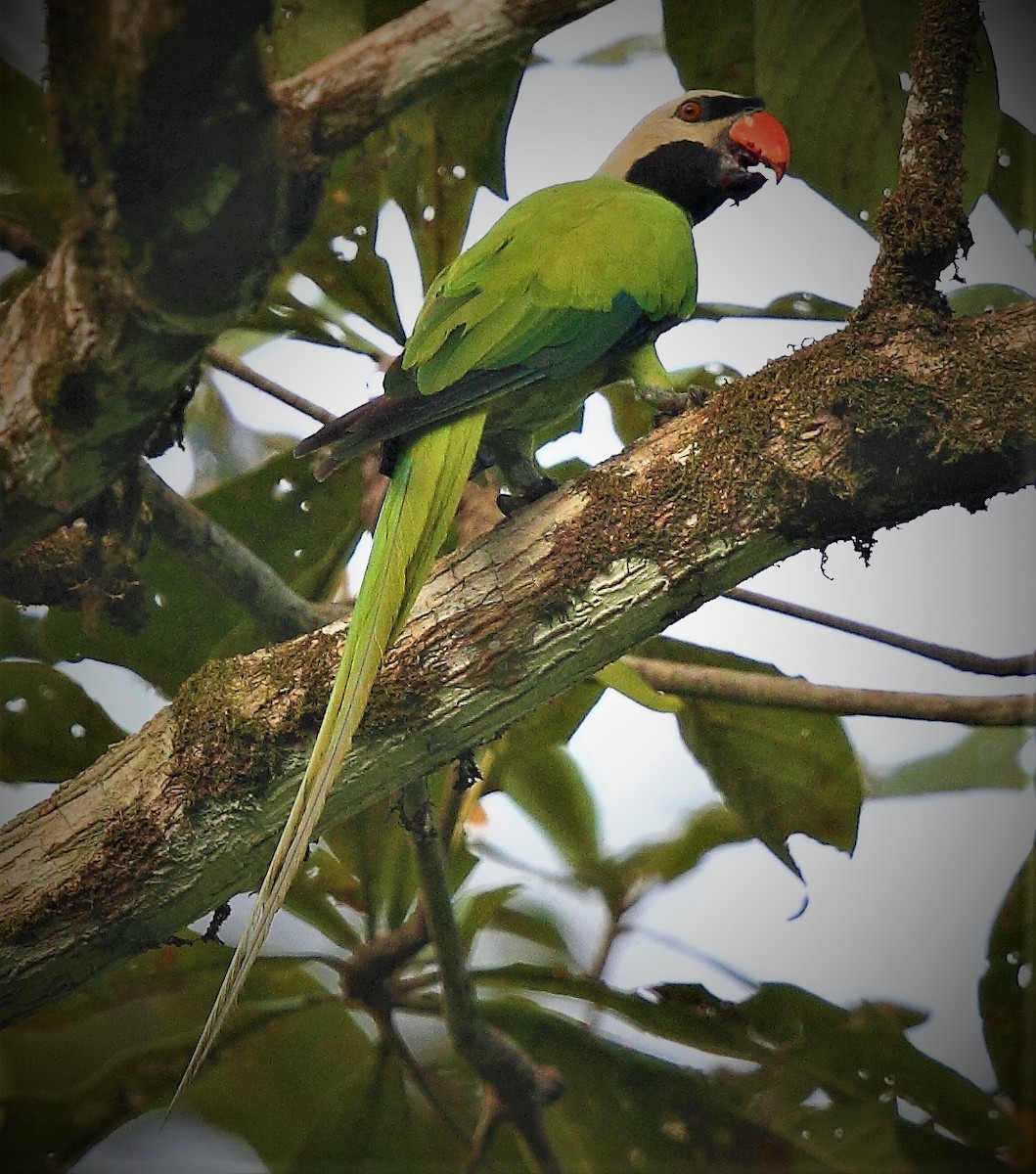 Nicobar Parakeet - ML531046311